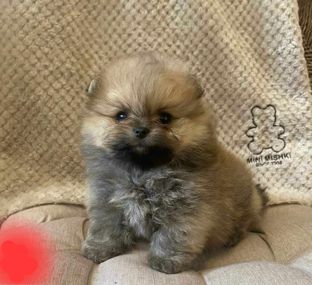 Pomeranian mini Boo