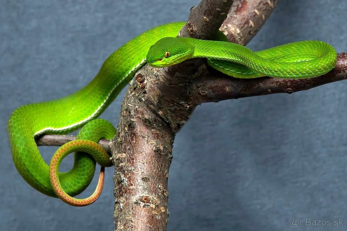 Trimeresurus albolabris