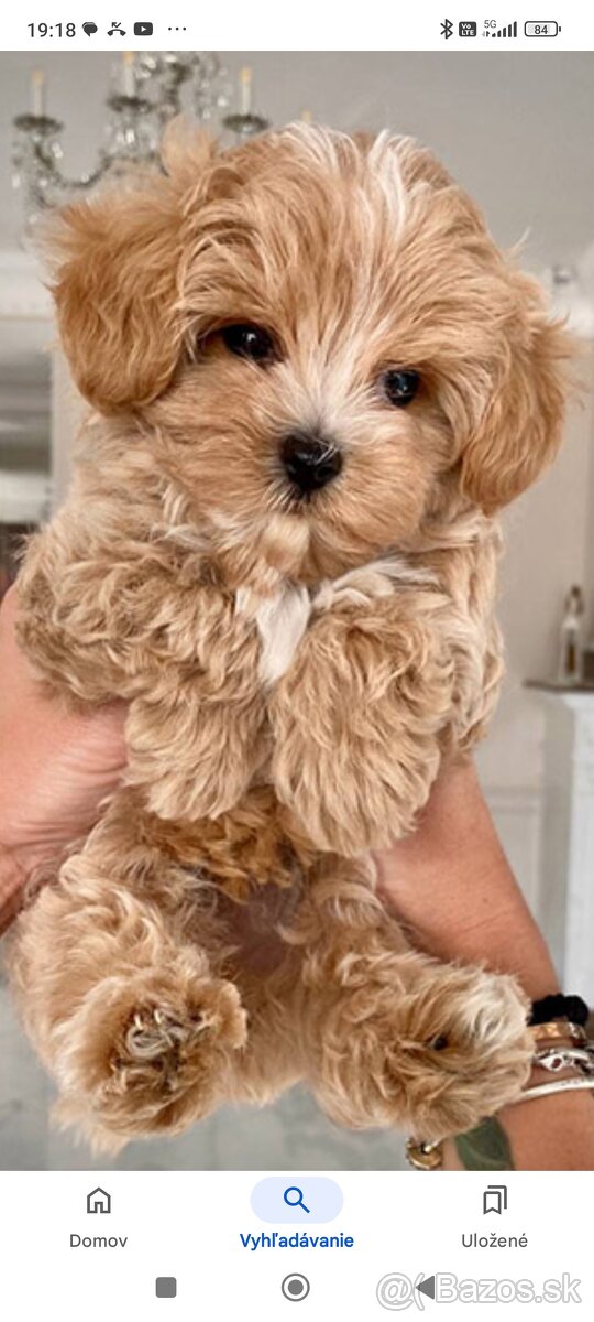 Maltipoo