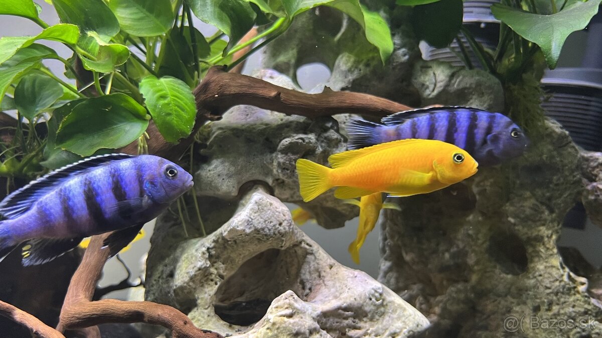 Malawi Cichlidy – Pseudotropheus Chindongo Saulosi (Yellow)