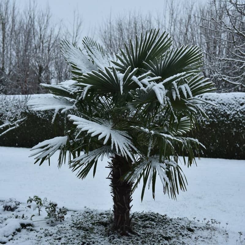 Trachycarpus fortunei - Palma konopna