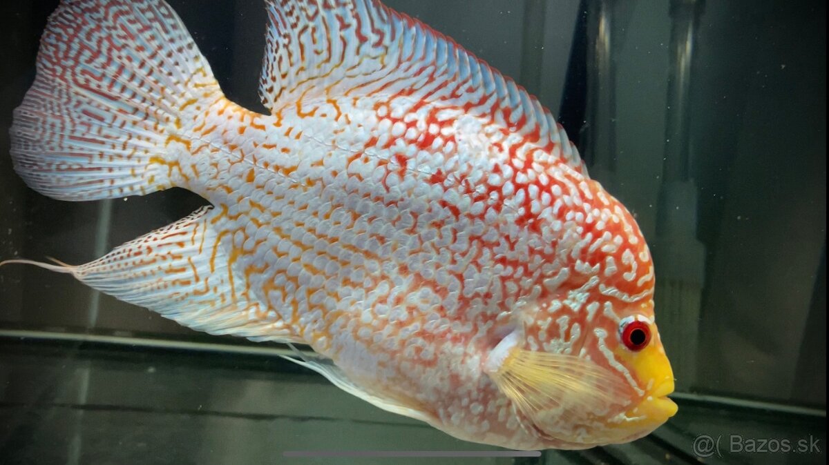 Flowerhorn Fireman s dream Kamfa