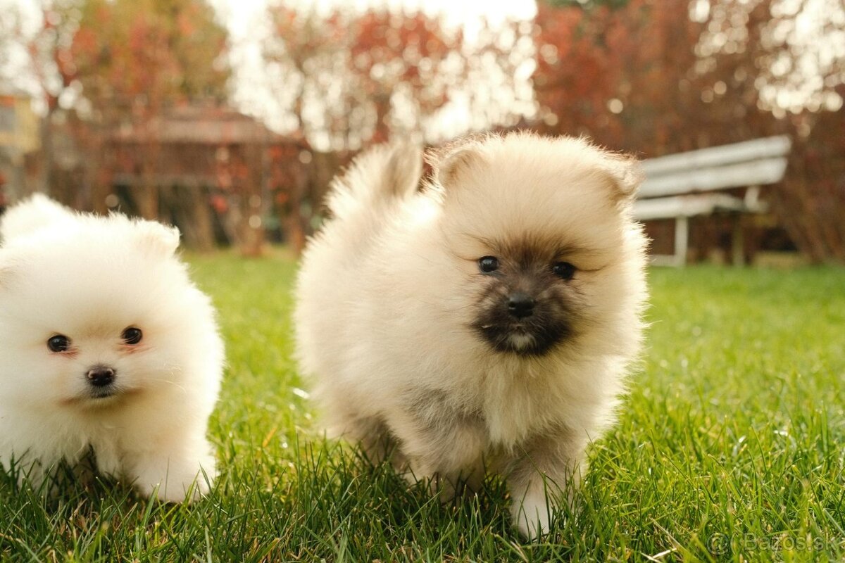 Predám šteniatka pomeranian - 13.11. už len dve