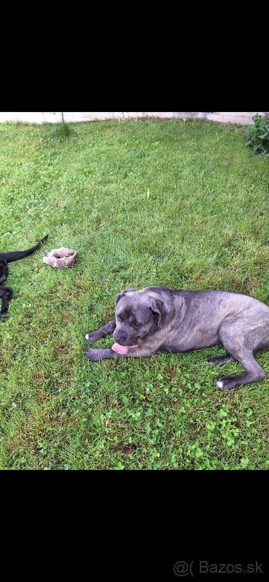 Cane corso šteniatka