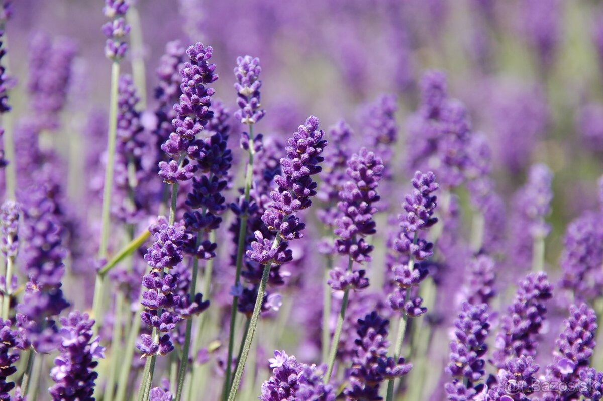 Lavandula angustifolia