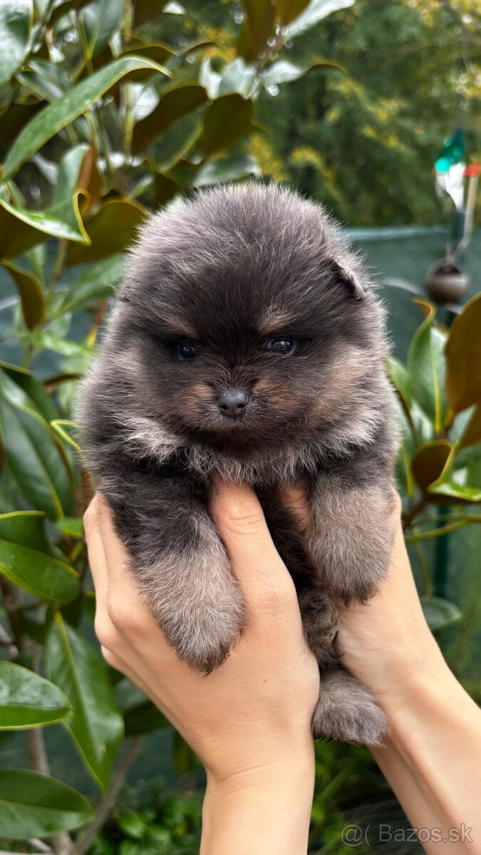 Pomeranian s PP