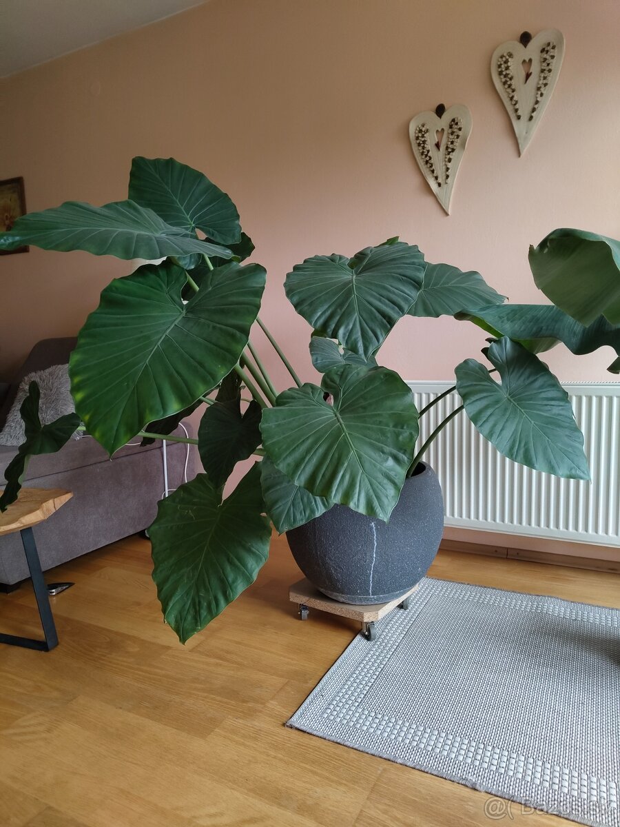 Slonie ucho - Alocasia macrorrhiza