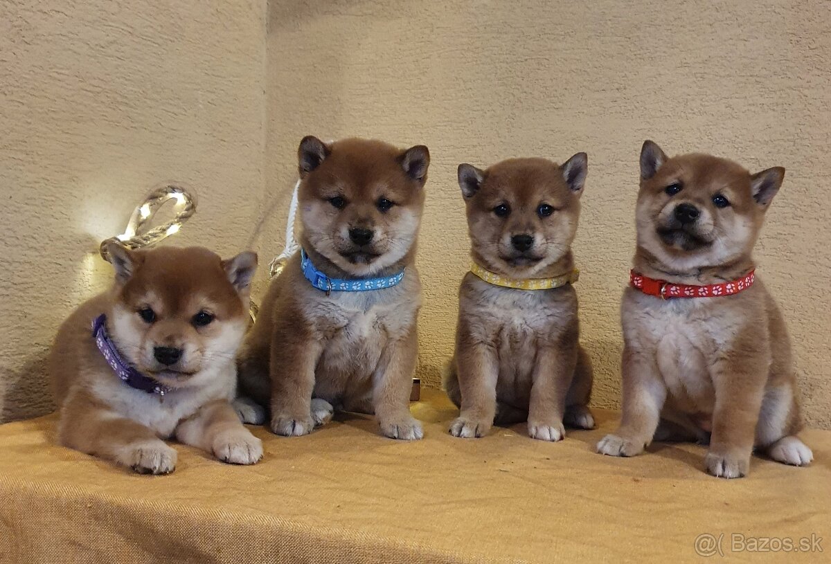 Shiba inu