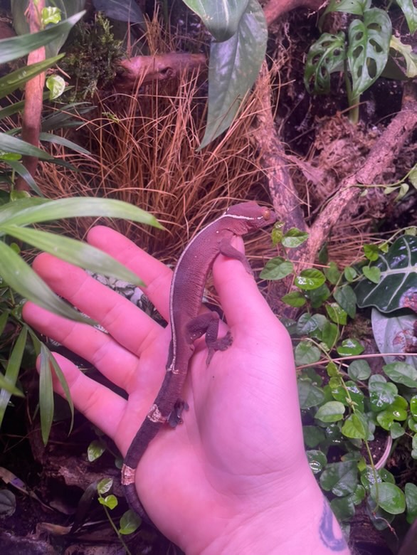 Gecko Vittatus - Gekón pásavý