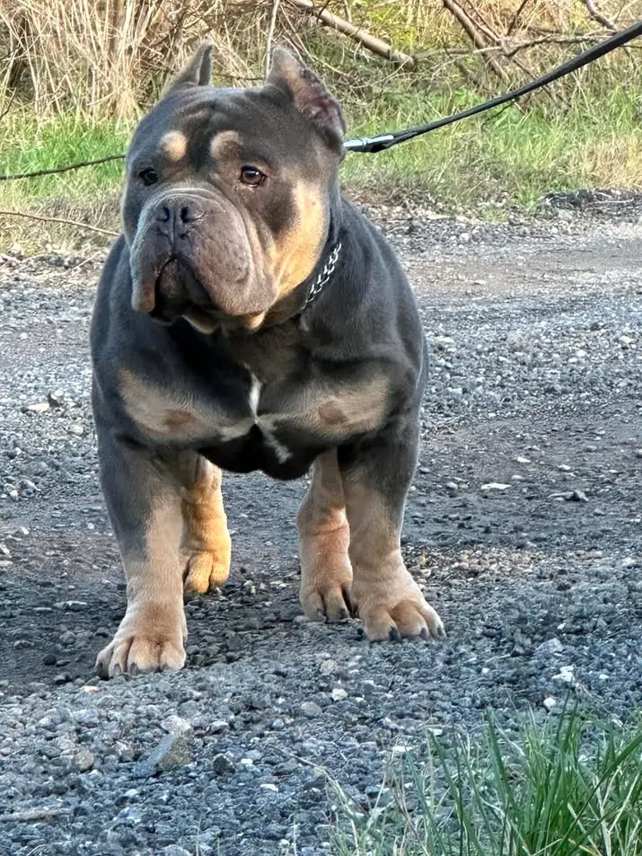 American bully