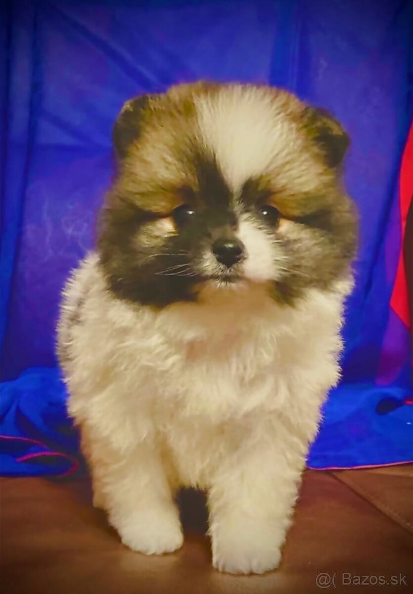 Pomeranian