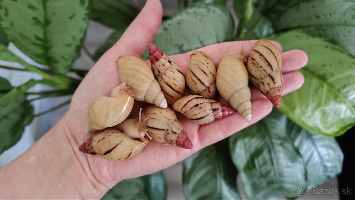 Lissachatina iredalei Zanzibar a albinoshell