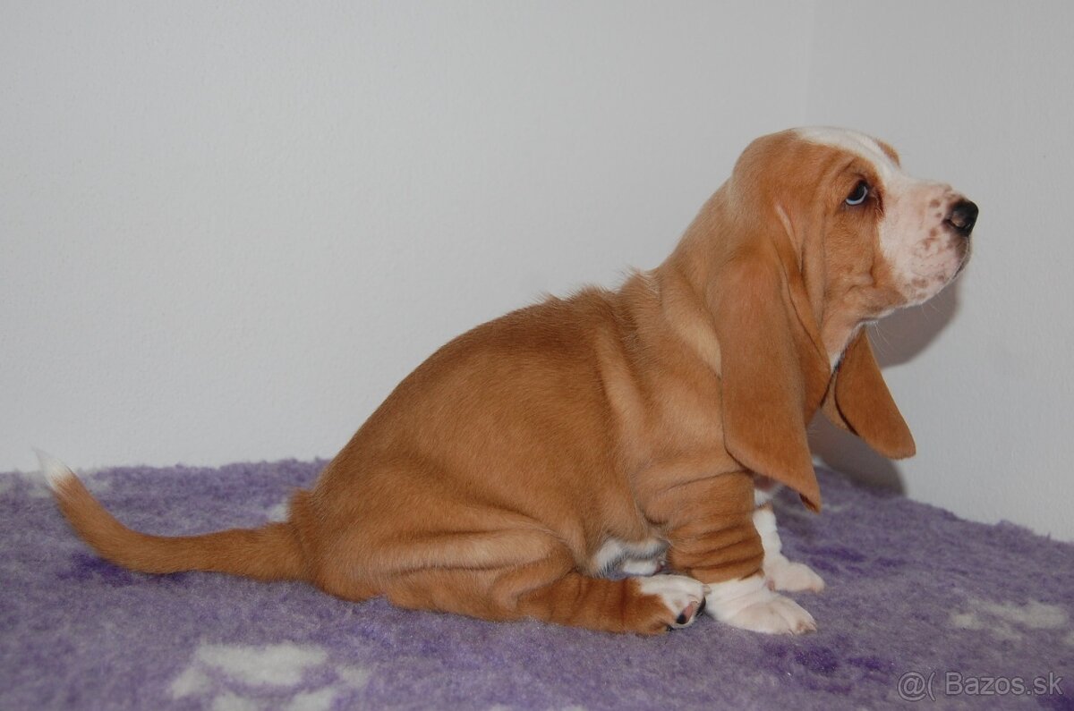 Basset hound šteniatko