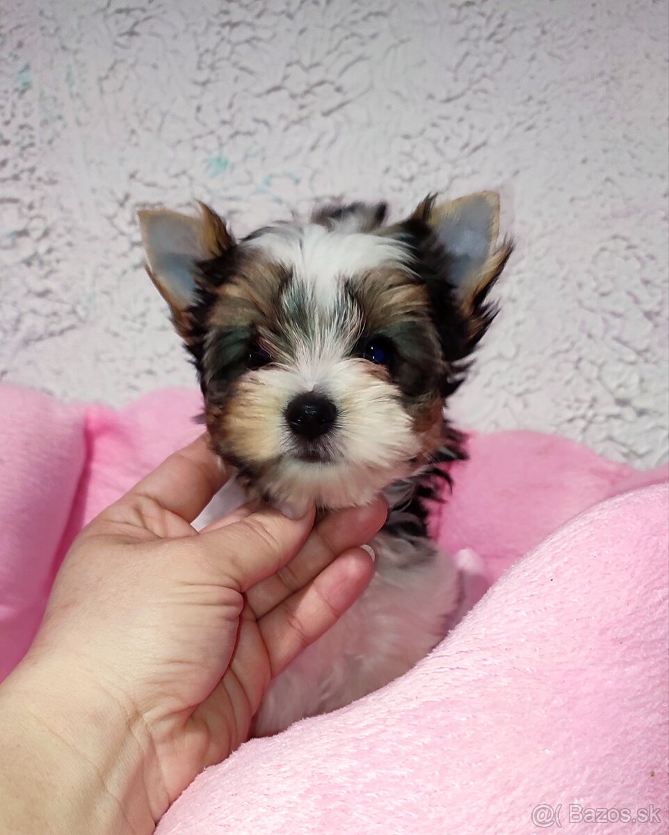 Biewer Yorkshire terrier - sučka s PP