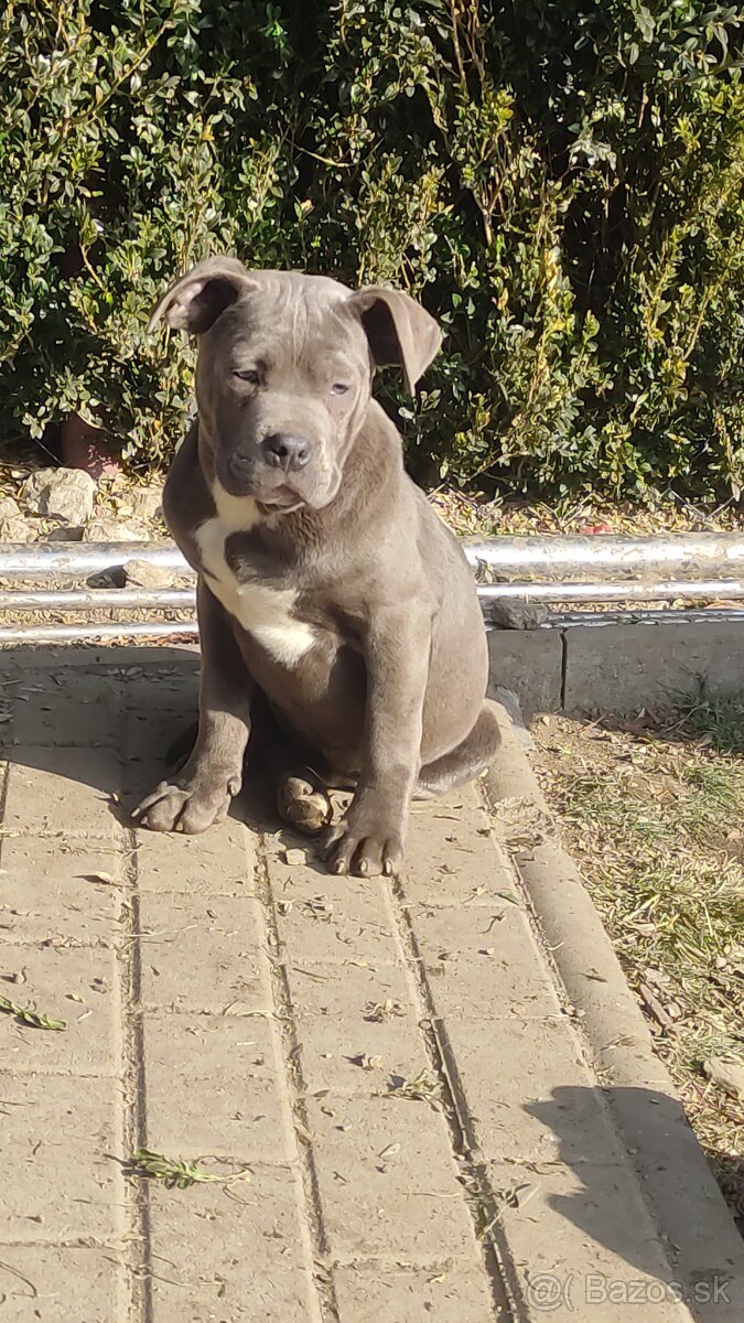 American bully