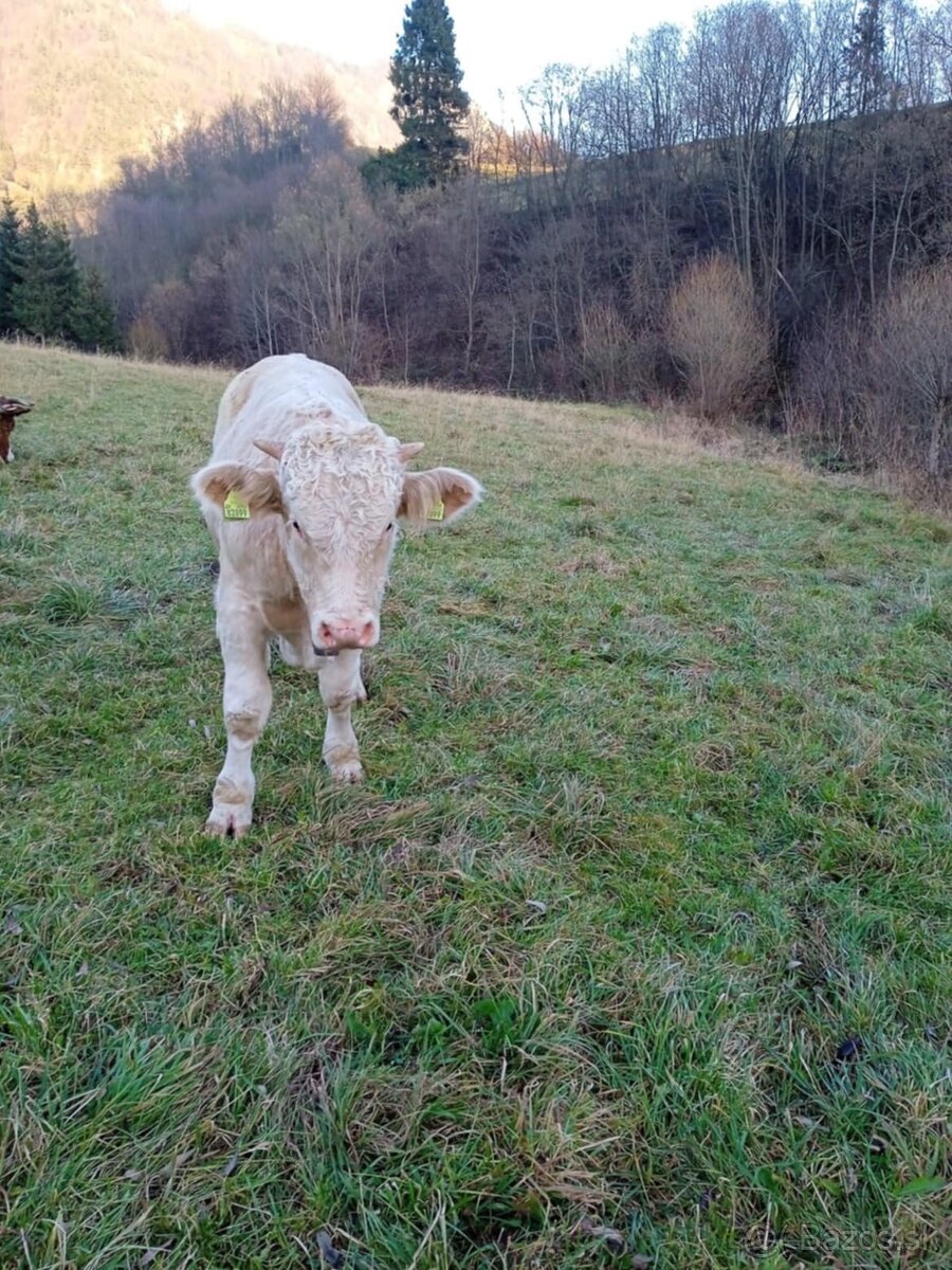 Predám býčka z domáceho chovu