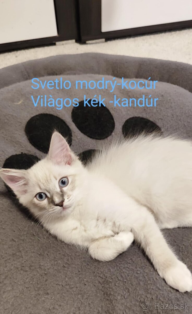 Ragdoll kocúrik bez PP