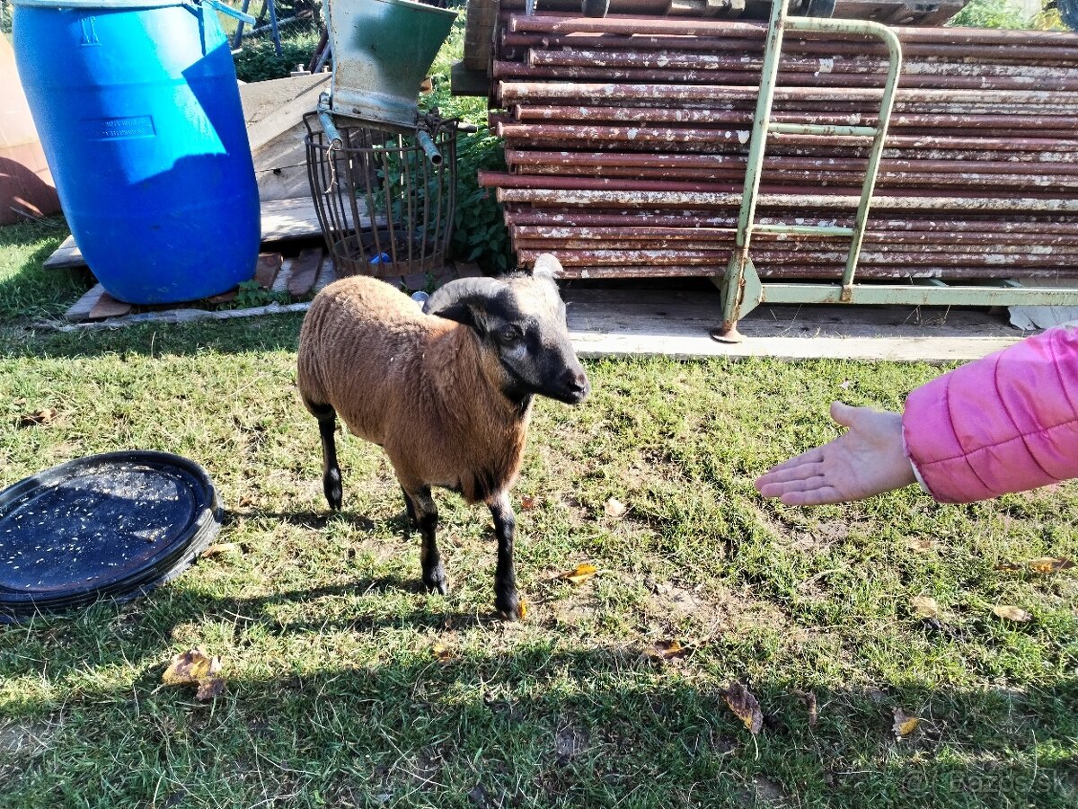 Predám kamerunského baranceka