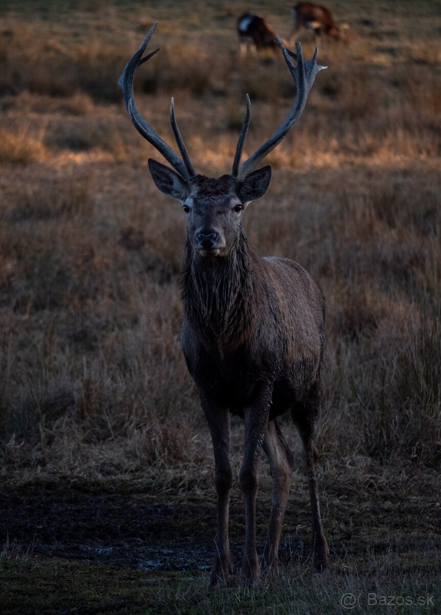 Panasonic leica 100-400mm