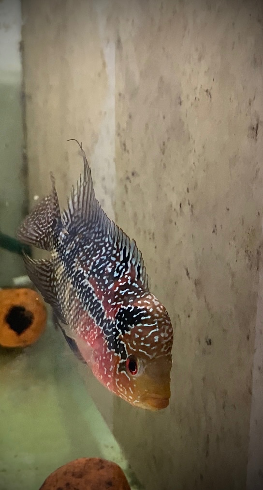 Flowerhorn samička Č. 2