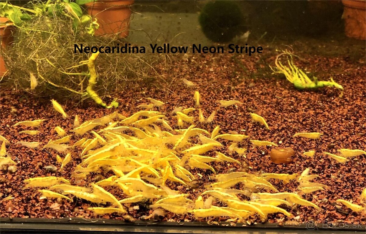 Krevetky neocaridina + Endlerky