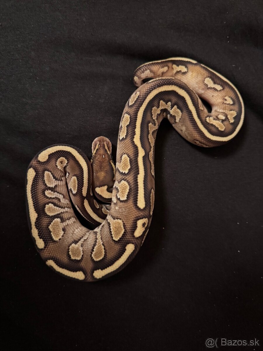 Python regius