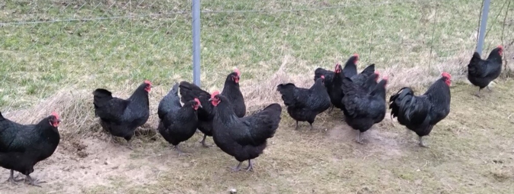 Australorp násadove vajcia