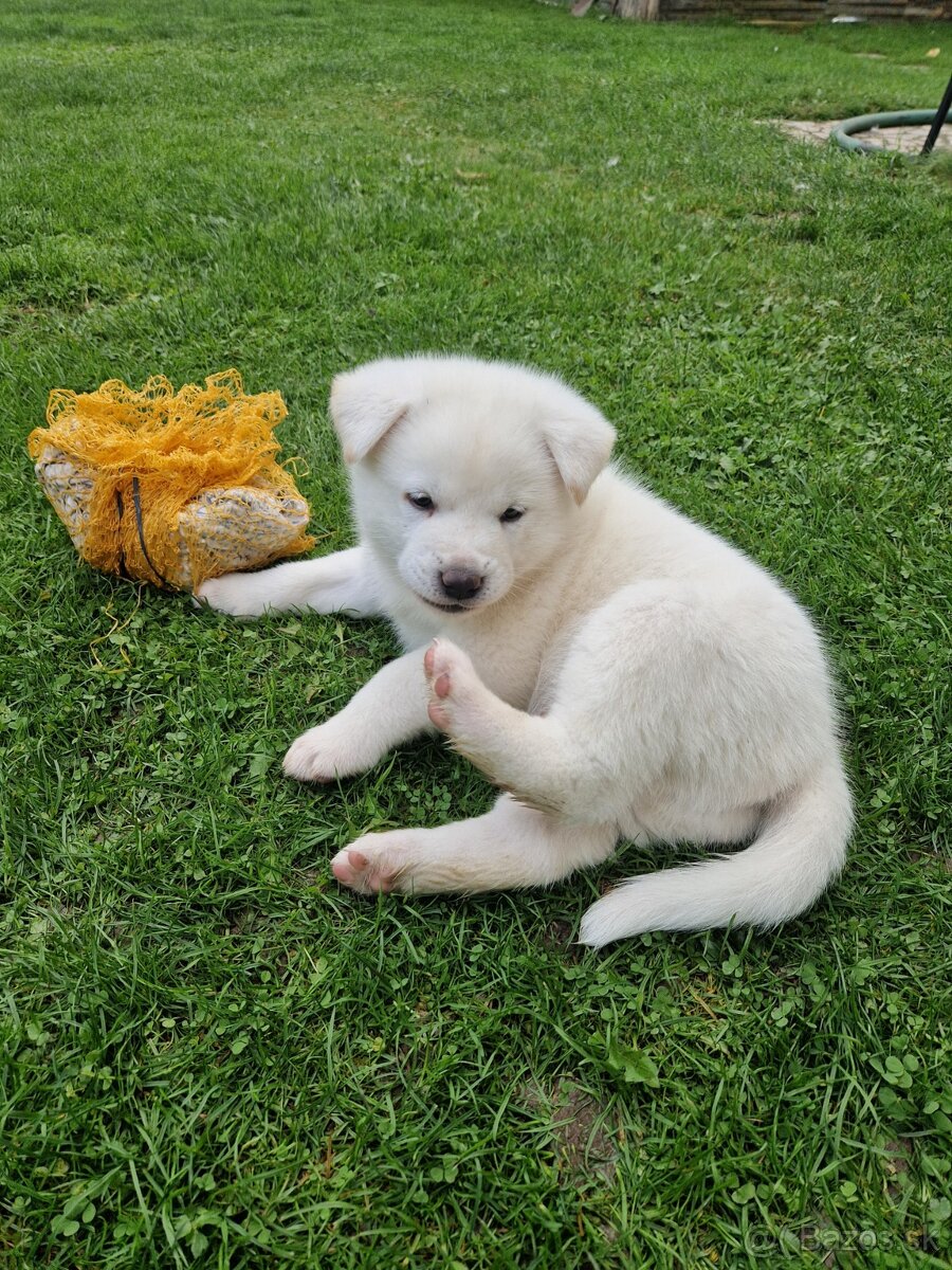 Akita inu