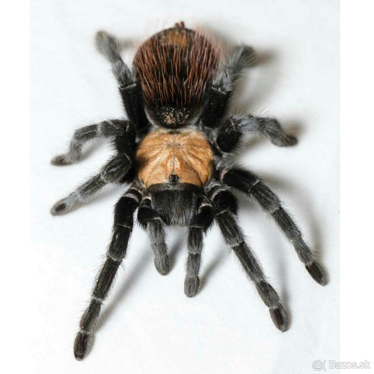 Predám pavúka Brachypelma albiceps aj s výbavou