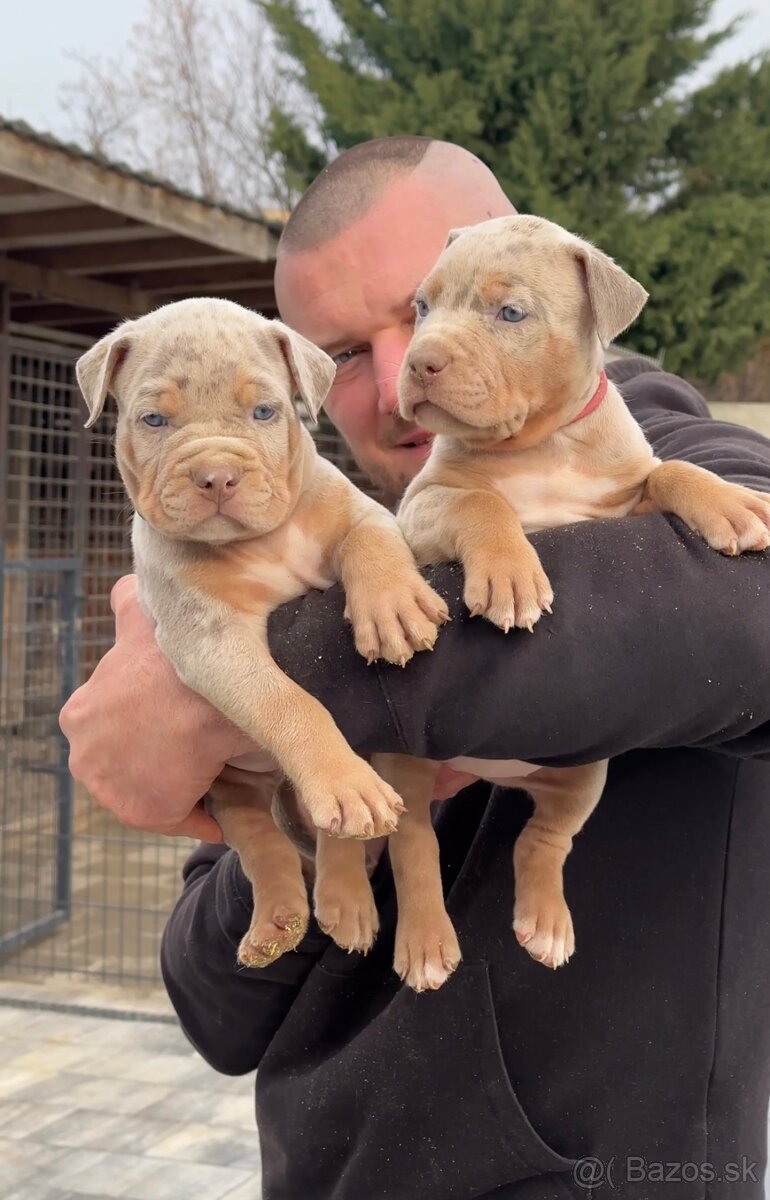 American bully xl, pitbull xxl k odberu v januari