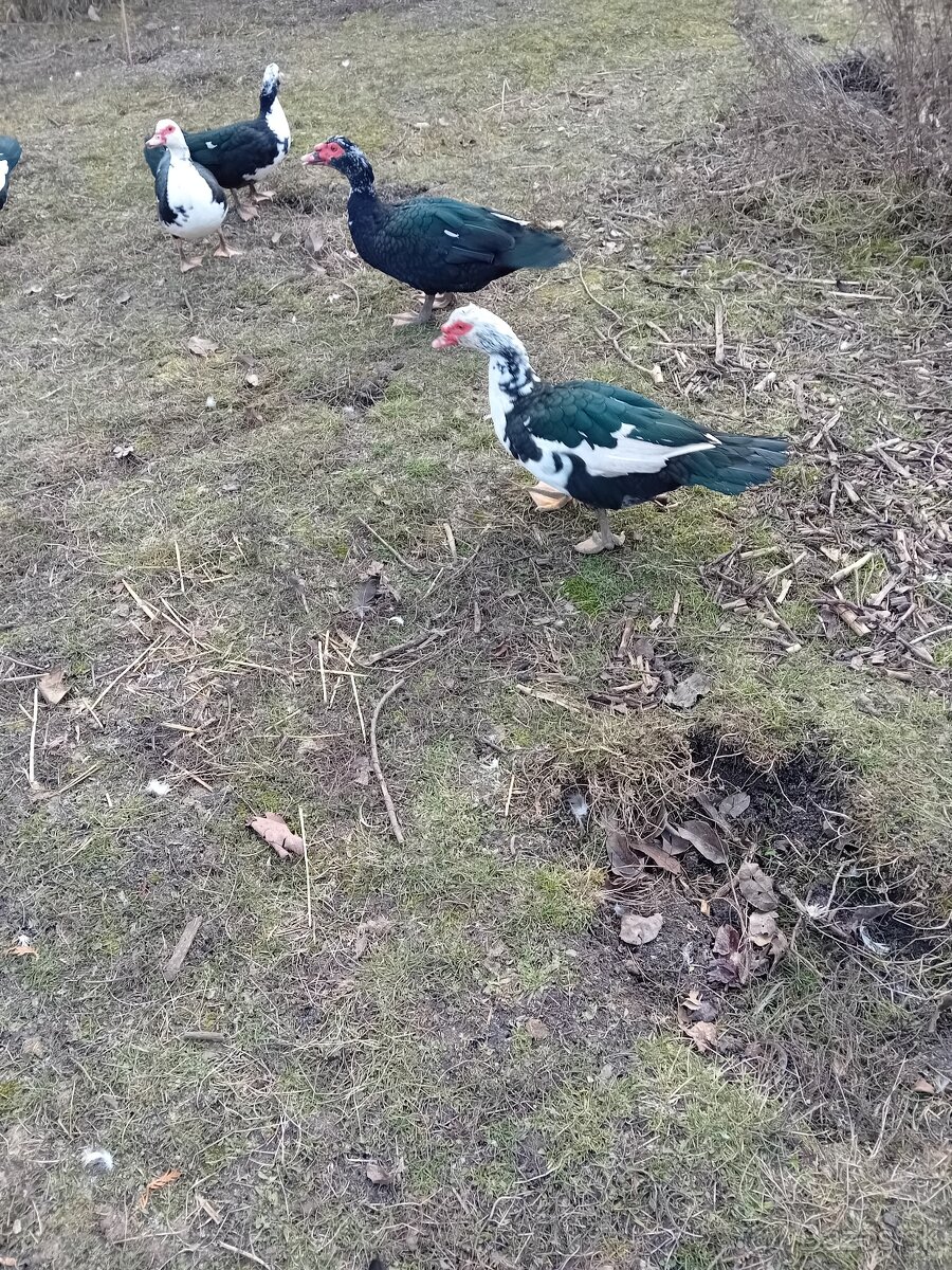 Predám čínske kačky.