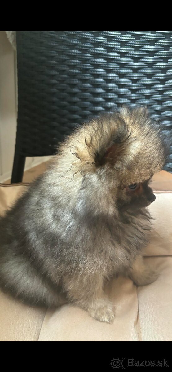 Pomeranian