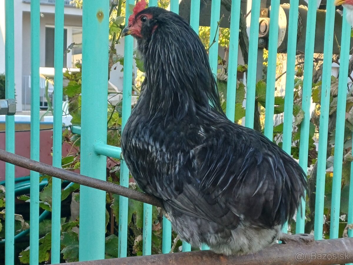 Araucana_kohut