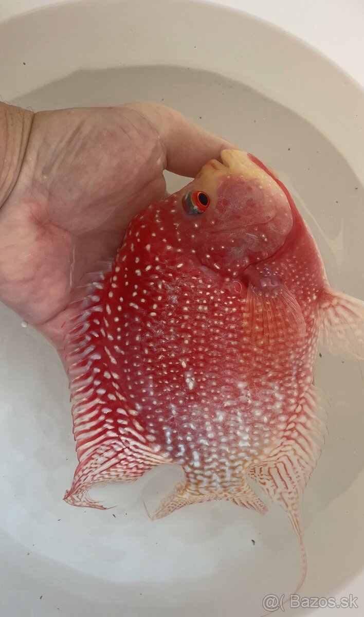 Flowerhorn fireman