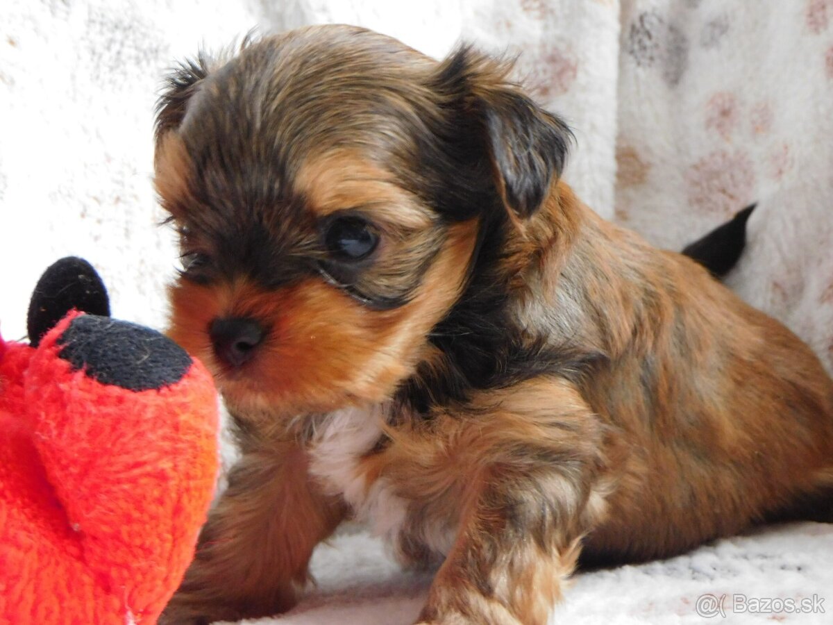 Yorkshire terrier s PP