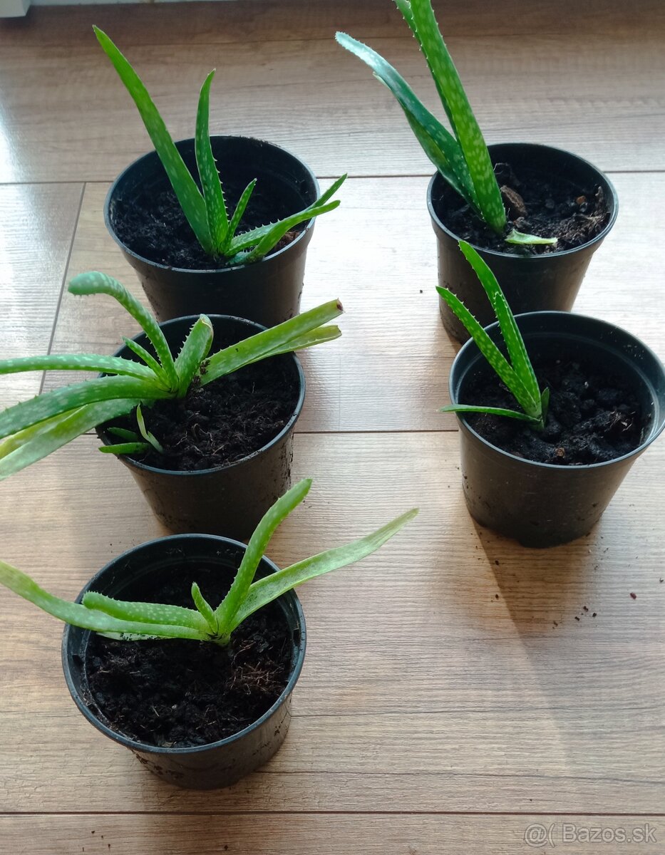 Aloe Vera  predam