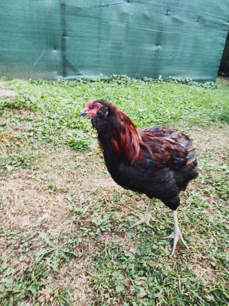 Kohút araucana divokosfarbená.