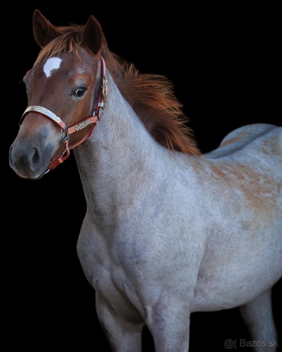 Kobylka AQH Red roan