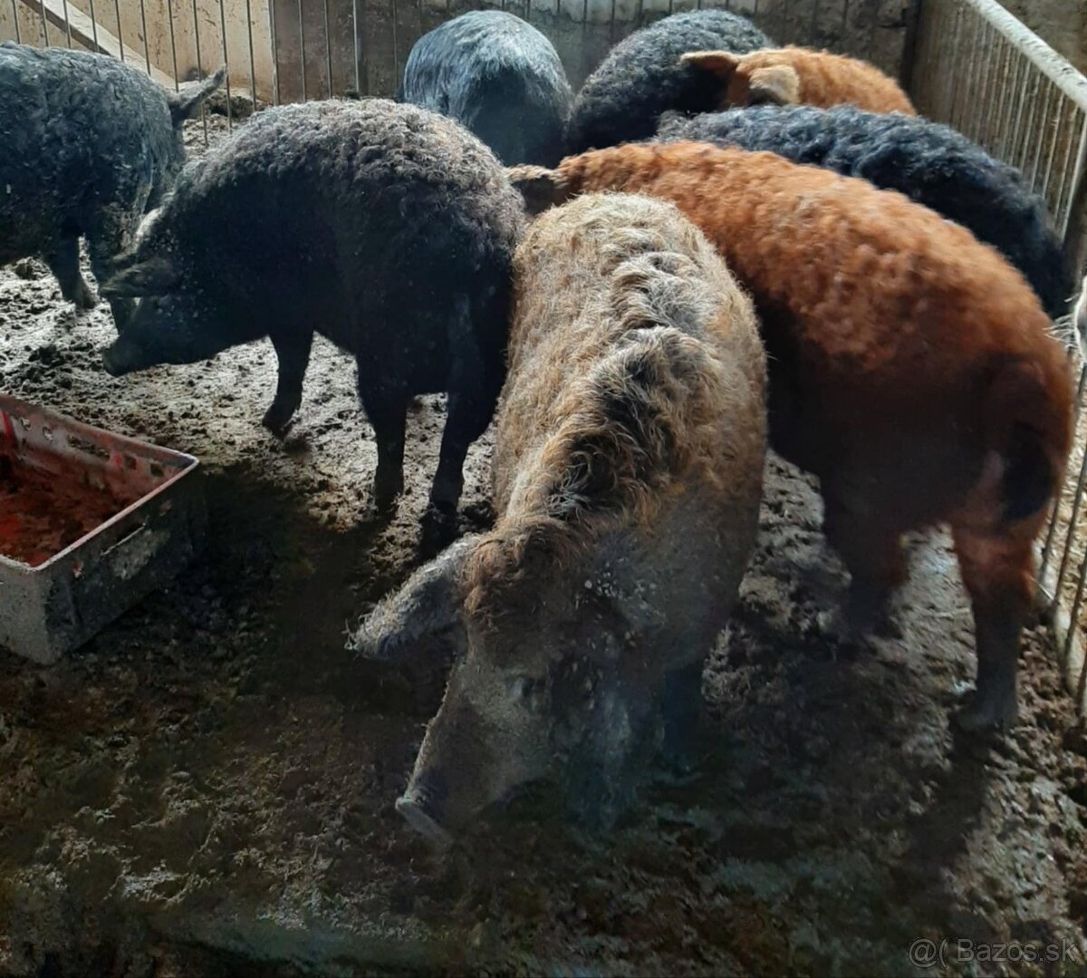 DurocxMangalica odstavčatá