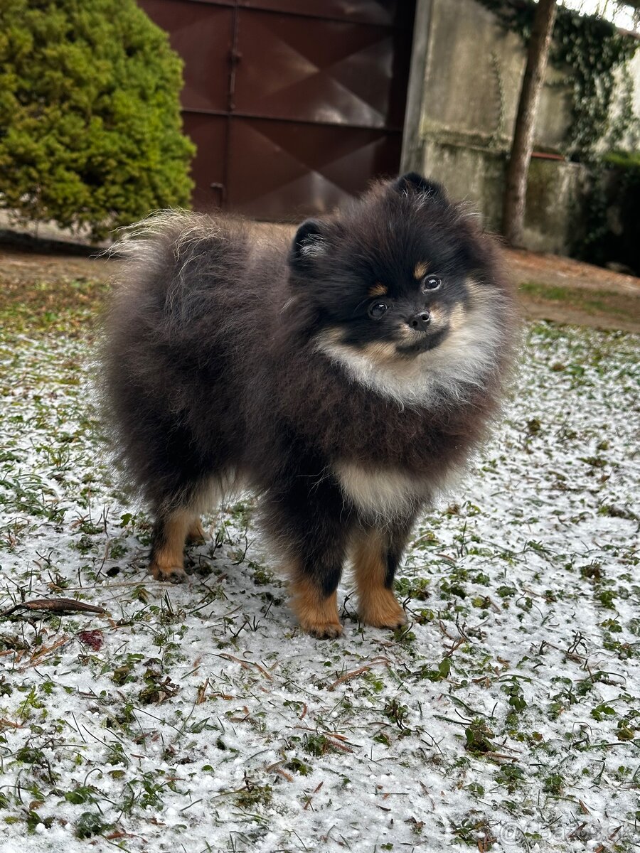 Pomeranian Chlapec