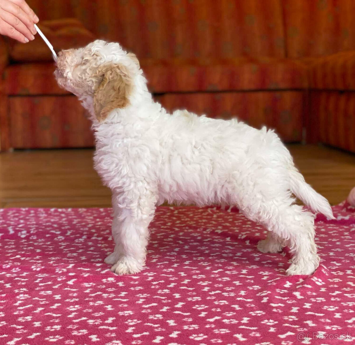 LAGOTTO ROMAGNOLO STENIATKO s PP