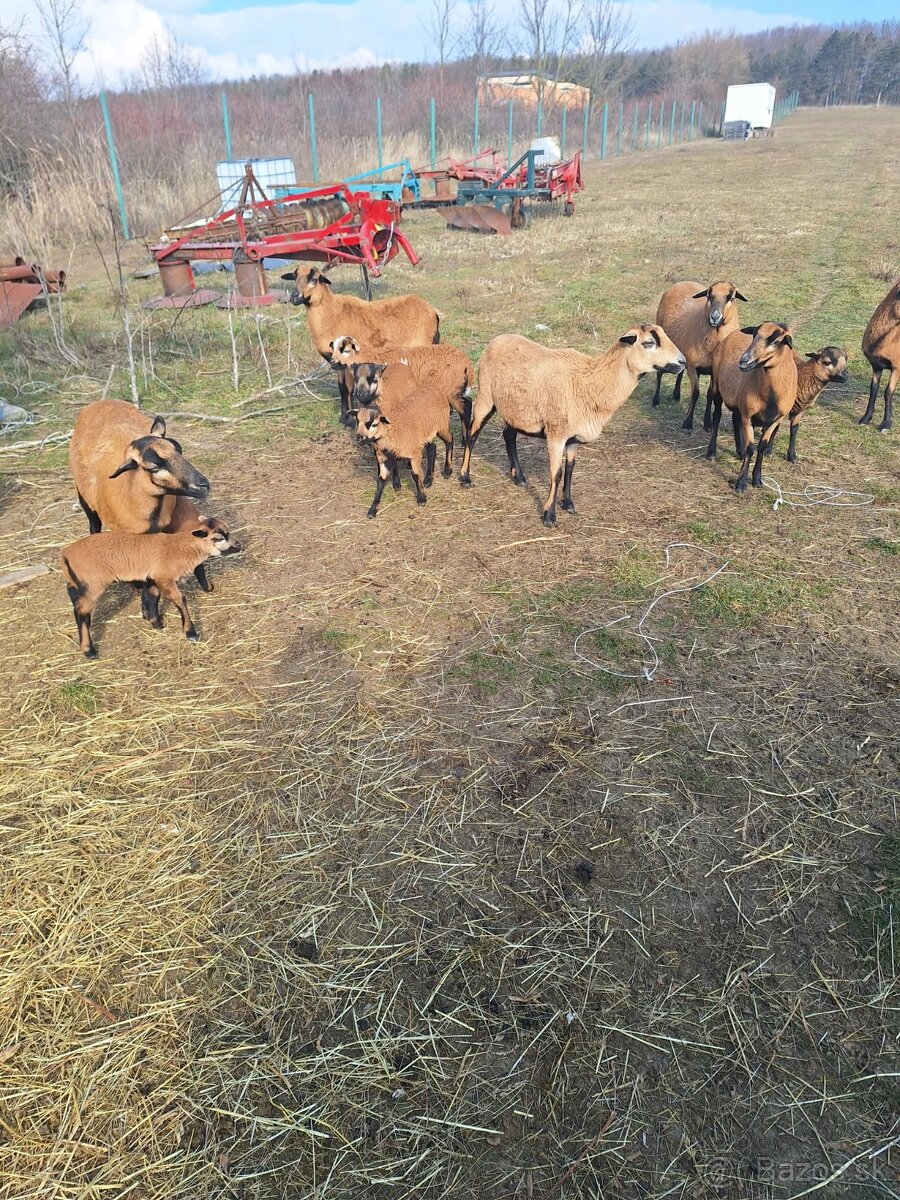 Kamerúnske ovce a baran