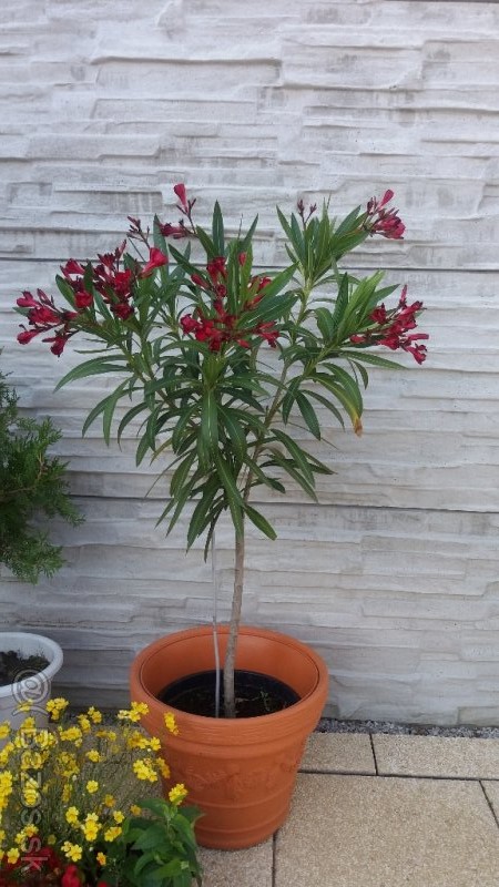 Oleander