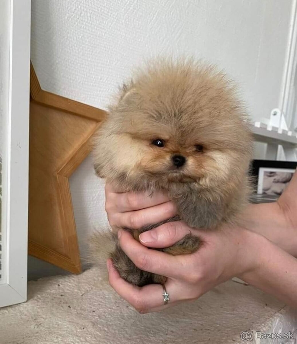 Pomeranian  mini