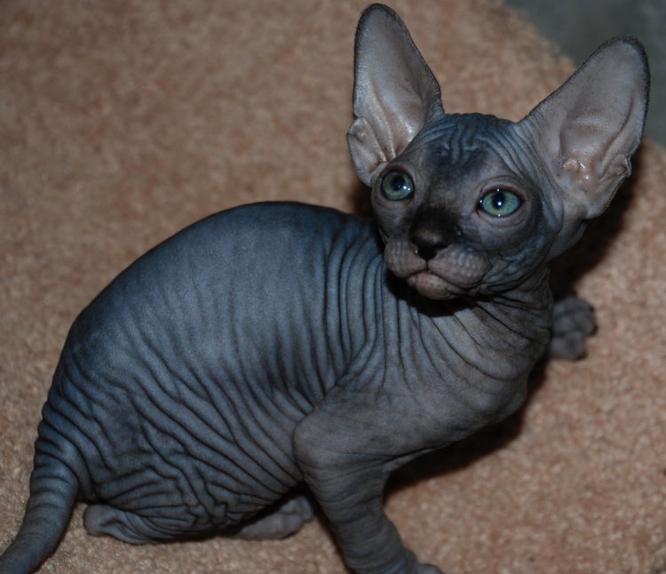 Kúpim Don Sphynx