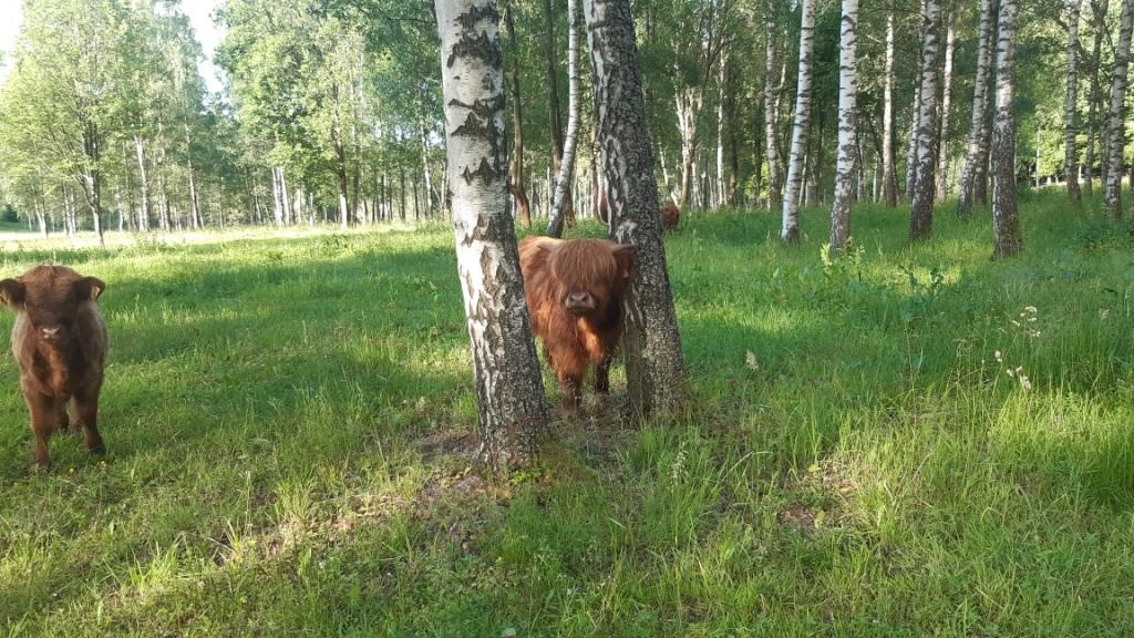 Prodám letošní a loňské býčky Highland-Skotský náhorní skot