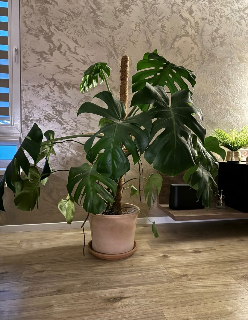 Monstera Deliciosa