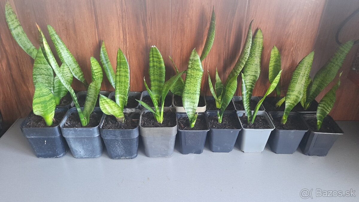 Svokrin Jazyk ( Sansevieria Želania)