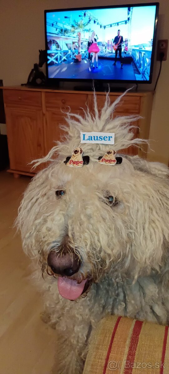 KOMONDOR ŠTENIATKA