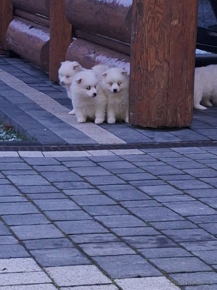 Nemecký špic stredný biely čistokrvný